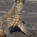 dragon_komodo_hsb_rinca_v_2254_kom4622.jpg